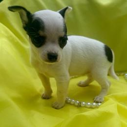 Anna (runt) teeny - Black and white female Chihuahua puppy in Seneca, Missouri from Stephanie’s Puppy Colony