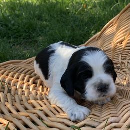 Danny - Black and white Cocker Spaniel puppy in Virginia from S&J Spaniels