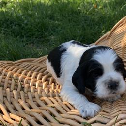 Danny - Black and white Cocker Spaniel puppy in Virginia from S&J Spaniels