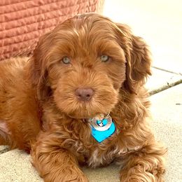 Aussiedoodles, Australian Labradoodles, Bernedoodles, and Cockapoos from Furrytaildoodles