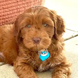 Aussiedoodles, Australian Labradoodles, Bernedoodles, and Cockapoos from Furrytaildoodles