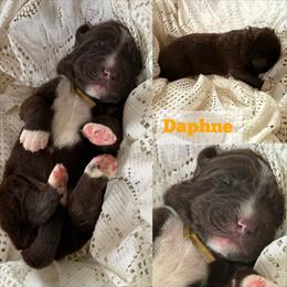 Daphne - White and brown female Newfoundland puppy in Goodhue, Minnesota from Claypits Newfoundlands