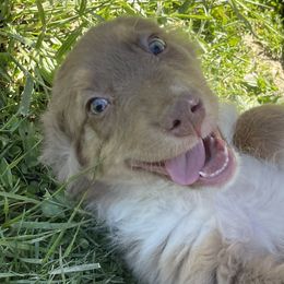 Australian Shepherds from Paws and Ponies Farm