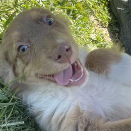 Australian Shepherds from Paws and Ponies Farm