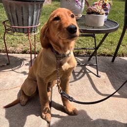 Ivy (Peach Girl) - Dark golden female Golden Retriever puppy in Yuba City, California from Family Loved Golden Retrievers