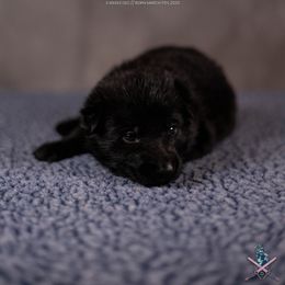 Aella - Black German Shepherd puppy in Chestnut, Illinois from Kriegerseele