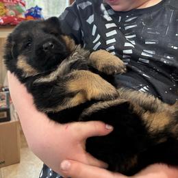 Mr Orange - Black and red male German Shepherd puppy in Lawton, Michigan from Free Indeed Shepherds