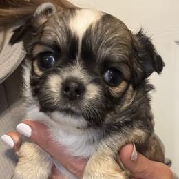 Bibbidi - Sable spotted white female Chihuahua puppy in Summerfield, Florida from Impeccable's Boutique & Ethical Breeder for the educated & discriminating ONLY