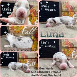 Luna - Blue merle female Australian Shepherd puppy in Purcell, Oklahoma from Lewis Aussie’s & Corgi’s