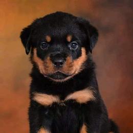 Rottweiler Puppies from Galaxia Rottweilers
