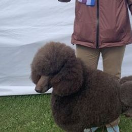 Poodles and Pumik from Nord Kennel