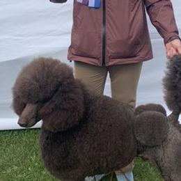 Poodles and Pumik from Nord Kennel
