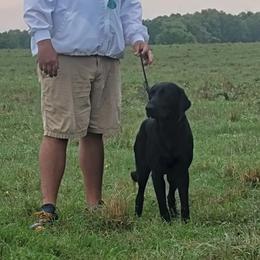 Cash - Labrador Retriever