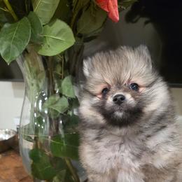 Beverly - Cream sable female Pomeranian puppy in El Centro, California from BabyBooPoms