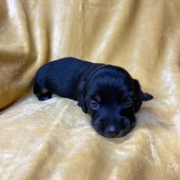 Duke - Black and tan male Dachshund puppy in Richmond, Virginia from Paw Prints