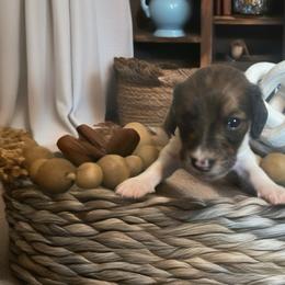 Tristan - Red male Dachshund puppy in Sharon Springs, New York from Show Us The Way Homestead