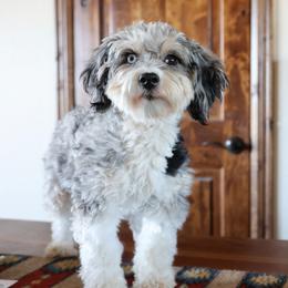 Summer - Aussiedoodle