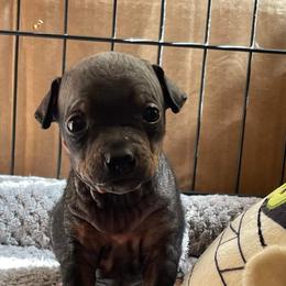 American Hairless Terrier Puppies from Bare Valley