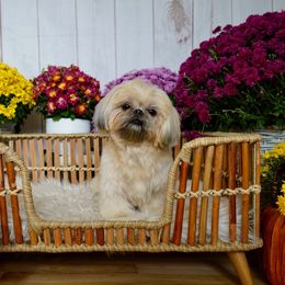 Penelope - Shih Tzu