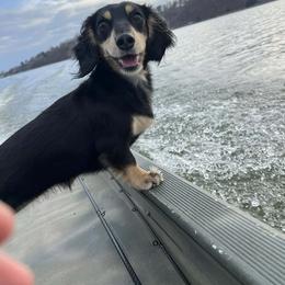 Dachshund All Grown Up from Sarah Linsenmeyer