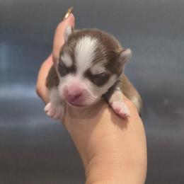 Cute Chocolate Pomsky Boy - Chocolate male Pomsky puppy in Austin, Colorado from Colorado Mini Dachshunds & Mini Pomskies