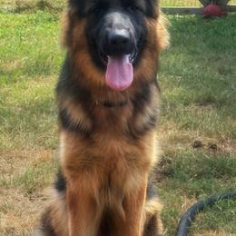 Bixby - Black and red male German Shepherd puppy in Salem, South Carolina from Von Maqqedah Haus German Shepherds