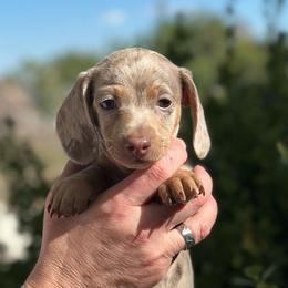 Tigger-(Tig) - Dapple male Dachshund puppy in Thornton, Colorado from Donna’s Dachshunds