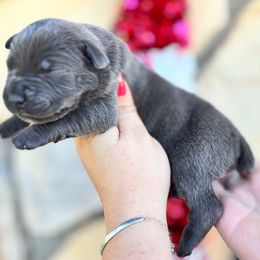 Katie-burgundy - Blue female Companion Cross puppy in Calimesa, California from BoujeePoodlesofsocal