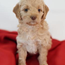 Porsche - Apricot female Goldendoodle puppy in Pleasant Grove, Utah from Canterbury Canines