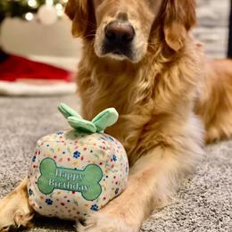 Assorted Doodle Crosses and Golden Retriever All Grown Up from Retriever Ranch