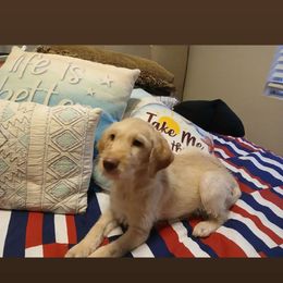 Max - Caramel ice male Labradoodle puppy in Henderson, Nevada from Hills labradoodles
