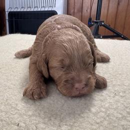 Fay - Buff and white female Cockapoo puppy in Sheridan, Missouri from Shepherdsfold’s Cockapoos