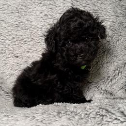 Green - Black male Poodle puppy in Austin, Texas from C & C Texas Toy Poodles