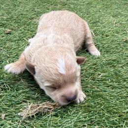 Yeti-Boy 2 - Cream male Assorted Doodle Crosses puppy in River Falls, Wisconsin from Dottie's Doodles