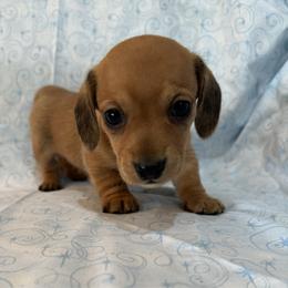 Red male - Red male Dachshund puppy in Galax, Virginia from Dells  Dachshund’s