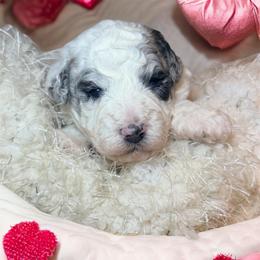 Nellie - Merle female Goldendoodle puppy in North Branch, Michigan from Graceful Miniature Goldendoodles