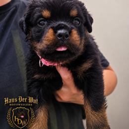 Pink girl - Black and mahogany female Rottweiler puppy in Lake City, Florida from Haus Der Wut Kennels