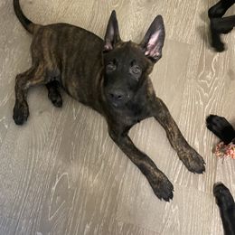 Boy 4 - xDutch Shepherd puppy from We Like it Ruff Working K9 Breeding and Training