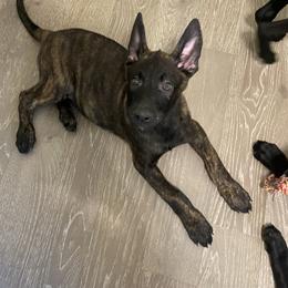 Boy 4 - xDutch Shepherd puppy from We Like it Ruff Working K9 Breeding and Training