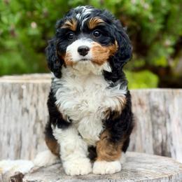 Lady Tremain (Pink Collar) - Tri-color female Bernedoodle puppy in Stanwood, Washington from Butter Cup Pups and Paws