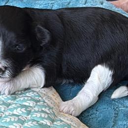 Panda - Black tri-color female Aussiedoodle puppy in Cedar Park, Texas from Lollipups Mini Aussiedoodles