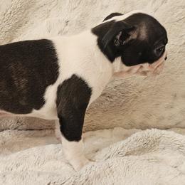 Maggies Boy - Black brindle and white male Boston Terrier puppy in Gore, Oklahoma from Ford's Traditional and Colored Boston Terriers