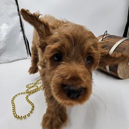 Cockapoo Puppies from Joanna Abruscato