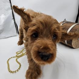 Cockapoo Puppies from Joanna Abruscato