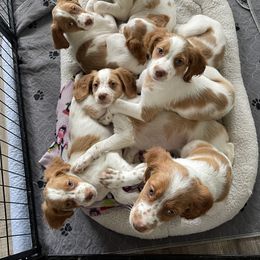 Brittany Puppies from Beaupre Gun Dogs