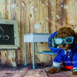 Poodle Puppies from Southern Girls Poodles