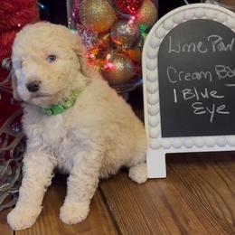 Green Paw Print - George - Cream male Goldendoodle puppy in Jasper, Georgia from Owen Doodles