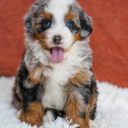 Jyn - Merle female Bernedoodle puppy in Dundee, Ohio from Down Home Doodle