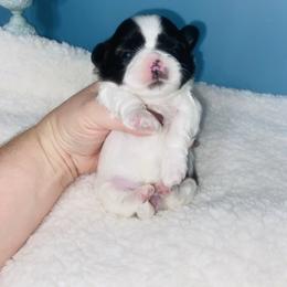 Lilac - Black and white female Shih Tzu puppy in Hawthorne, Florida from Simply Southern Shihtzus