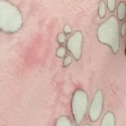 Girl 2 - French Bulldog puppy in Yakima, Washington from Ginny's Frenchies